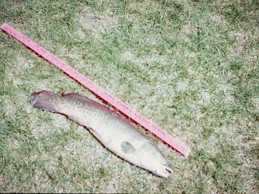 19680701h Boblenz Trip Camping Grinnel Golden Eagle Ferry Saint Charles Missouri