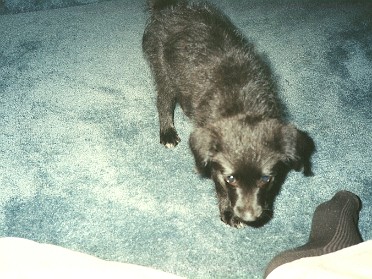 19900901a Burnham Newborn Pets Shadow The Shad-Zer Guy House Mair Sterling Heights Michigan