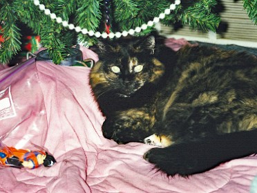 19991214a Burnham Pets Around The House Mair Sterling Heights Michigan