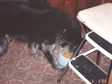 20000603b Burnham Pets Shadow Chowing Down House Mair Sterling Heights Michigan