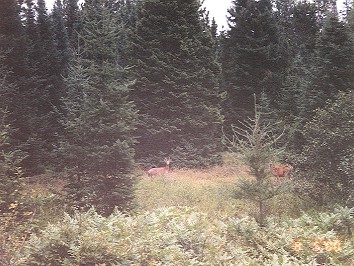 20000805a Burnham Trip Camping Northern Michigan Van Riper Iron Moose Country