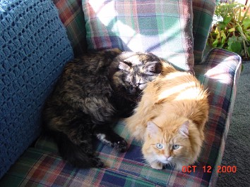 20001012c Burnham Pets Bonnie Lucky Front Room House Mair Sterling Heights Michigan