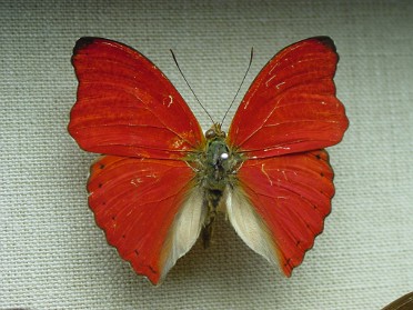 20010417b Burnham Szandzik Trip East Coast American Museum Of Natural History Butterfly Conservatory New York City
