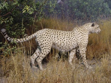 20010417d Burnham Szandzik Trip East Coast American Museum Of Natural History Africa New York City