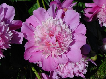 20010612a Burnham Backyard Peonies House Mair Sterling Heights Michigan