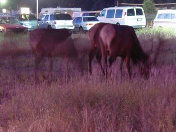 20010619bc Burnham Trip Western US Grand Canyon Hotel Visitors Arizona