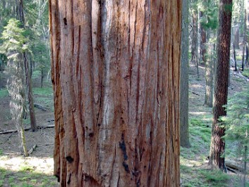20010626 Burnham Trip Western US Sequoia National Park California