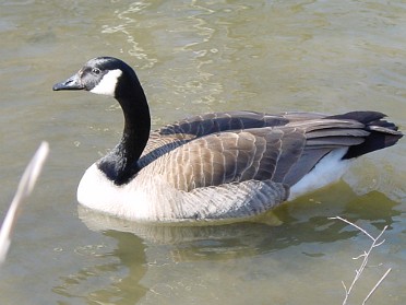 20020411a Burnham Trip Clinton River Water Fowl Michigan
