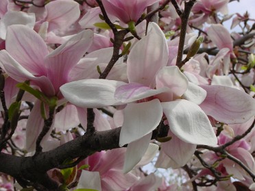 20020419a Burnham House Spring Has Sprung