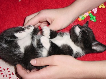 20020426a Burnham Pets Connie Jamie Hello Kitty House Mair Sterling Heights Michigan