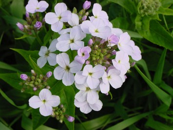 20020526a Burnham Mantey Trip High School Graduation Jennifer Flora Ohio