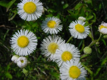 20020601b Burnham Trip Camping Algonac State Park Saint Clair County Bridge To Bay Trail Michigan