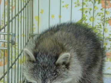 20020601c Burnham Trip Camping Algonac State Park Orphan Raccoon Michigan