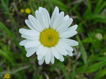 20020615c Burnham Trip Stony Creek Hiking Michigan