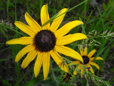 20020709f Burnham Trip Camping Upper Peninsula Fayette State Historic Park - Garden Peninsula Flora And Fauna Along Route 183 Michigan
