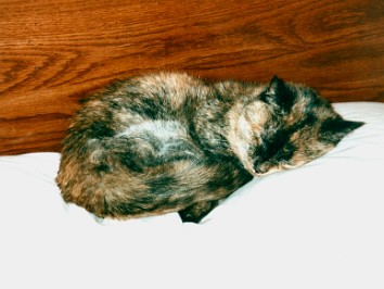 20030207a Blair Pets House Ridge Court New Hudson Michigan