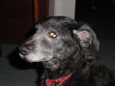 20030326b Burnham Pets Hair Shad's New 'Do' House Mair Sterling Heights Michigan