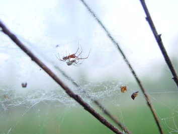 20030518a Burnham Roberts Trip Camping Pinckney State Recreation Area Misty Morning Michigan