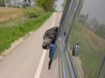 20030518c Burnham Roberts Trip Pets Camping Pinckney State Recreation Area Road Trip To Chelsea Michigan