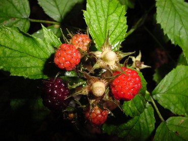 20030711ba Blair Burnham Szandzik Trip Camping Holly State Recreation Area Friday Morning Hike Michigan