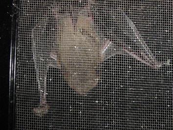 20030917a Burnham Our Batty Little Visitor House Mair Sterling Heights Michigan