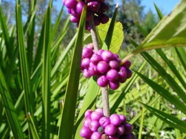 20041212b Burnham Trip Wekiwa Springs State Park Hiking Apopka Florida