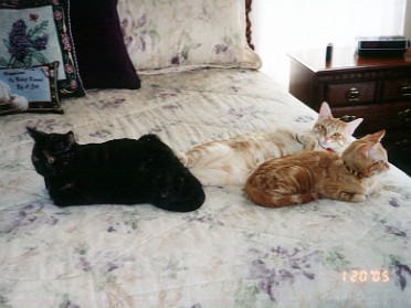 20050120a Blair Pets Cats