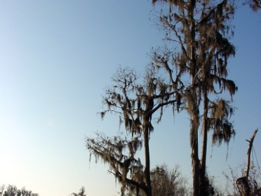 20050205a Burnham Trip Gulf Coast Touring Lake Louisa State Park Florida