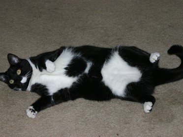 20050212a Burnham Pets Bonnie Connie