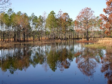 20050219a Burnham Trip Ocala National Forest Lake Dorr Area Florida
