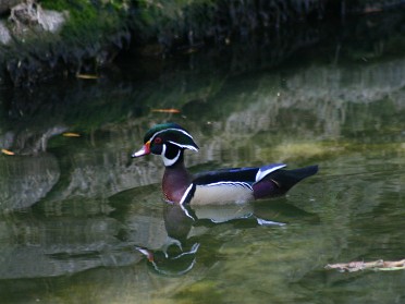 20050220ba Burnham Trip Gulf Coast Touring Homosassa Springs Wildlife State Park Wood Duck Florida