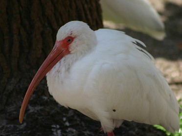 20050220bi Burnham Trip Gulf Coast Touring Homosassa Springs Wildlife State Park Ibis Florida