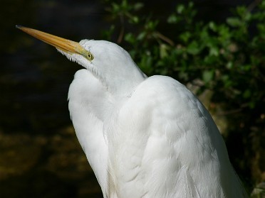 20050220bj Burnham Trip Gulf Coast Touring Homosassa Springs Wildlife State Park Snowy Egret Florida