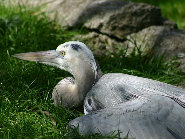 20050220bm Burnham Trip Gulf Coast Touring Homosassa Springs Wildlife State Park Great Blue Heron Florida
