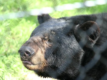 20050220bn Burnham Trip Gulf Coast Touring Homosassa Springs Wildlife State Park Florida Black Bear Florida