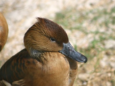 20050220bo Burnham Trip Gulf Coast Touring Homosassa Springs Wildlife State Park Mystery Birds Florida