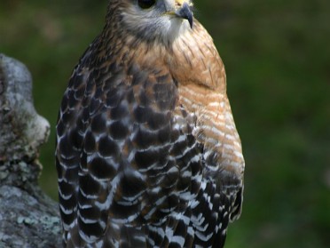 20050220bp Burnham Trip Gulf Coast Touring Homosassa Springs Wildlife State Park Various Raptors Florida