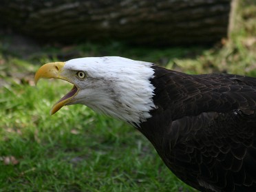 20050220bq Burnham Trip Gulf Coast Touring Homosassa Springs Wildlife State Park Bald Eagles Florida