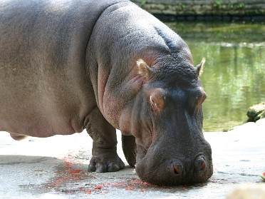 20050220b Burnham Trip Gulf Coast Touring Homosassa Springs Wildlife State Park Florida
