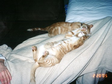 20050220d Blair Pets Cats