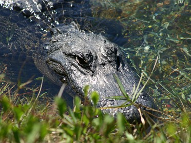20050312d Burnham Trip Big Cypress National Preserve Monument Lake Florida