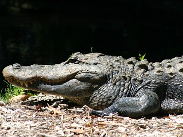 20050312f Burnham Trip Big Cypress National Preserve Loop Road Florida