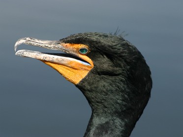 20050313c Burnham Trip Everglades National Park Royal Palm Visitor Center - Anhinga Trail Back Florida