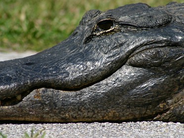 20050313d Burnham Trip Everglades National Park Royal Palm Visitor Center - Gator Encounter Florida