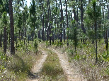 20050313f Burnham Trip Everglades National Park Long Pine Key Hiking Florida