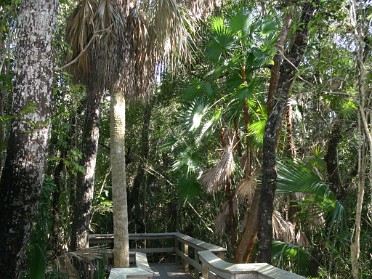 20050313h Burnham Trip Everglades National Park Mahogany Hammock Trail Florida