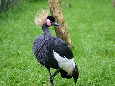 20050316a Boblenz Burnham Trip Visiting Animal Kingdom Florida
