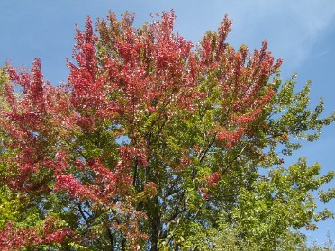 20051021b Burnham Campbell Trip Josh Jamie Clinton River Park Sterling Heights Michigan