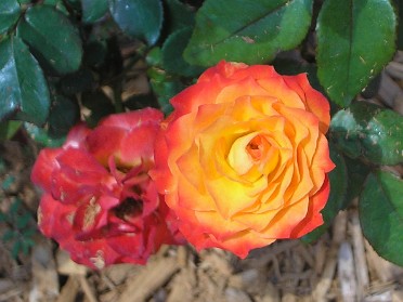 20060422a Burnham Trip Disney Epcot Flower And Garden Festival Florida