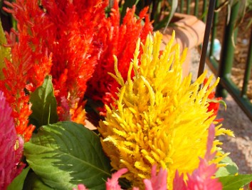 20060506b Burnham Trip Disney Epcot Flower And Garden Festival Florida